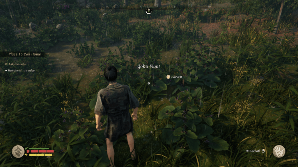 Gobo plant in the woods.